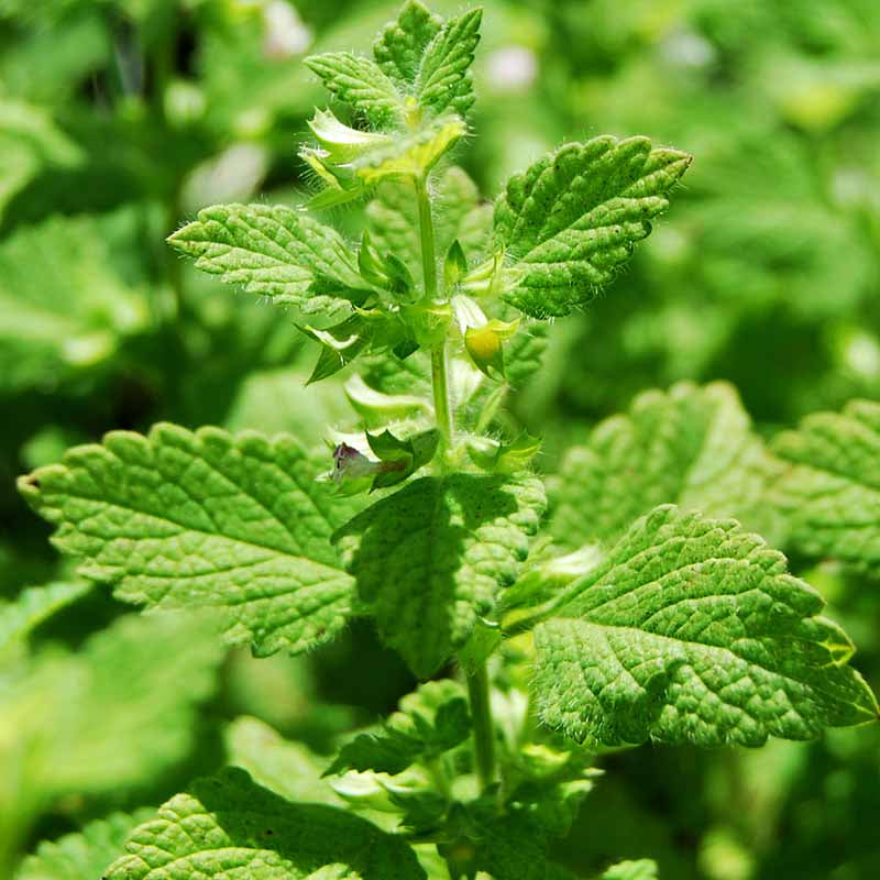 Lemon Balm Seeds
