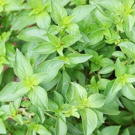 Lemon Basil Seeds - Herbal Plant