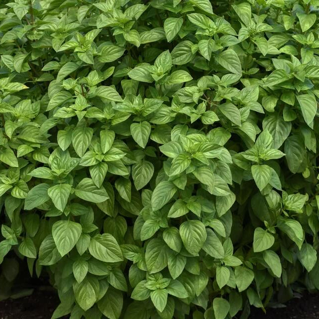 Lemon Basil Seeds - Herbal Plant