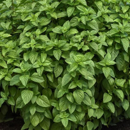Lemon Basil Seeds - Herbal Plant