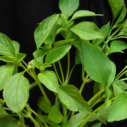 Lemon Basil Seeds - Herbal Plant2