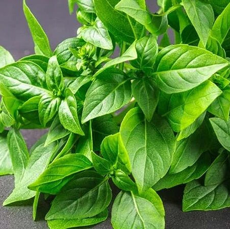 Lemon Basil Seeds - Herbal Plant