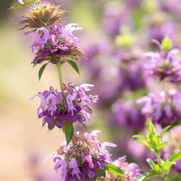Lemon Bee Balm Seeds - Herbal Plant