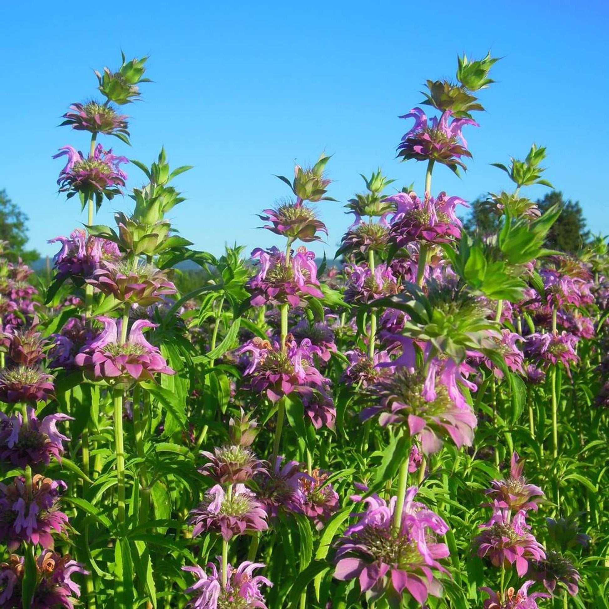 Lemon Bee Balm Seeds - Herbal Plant