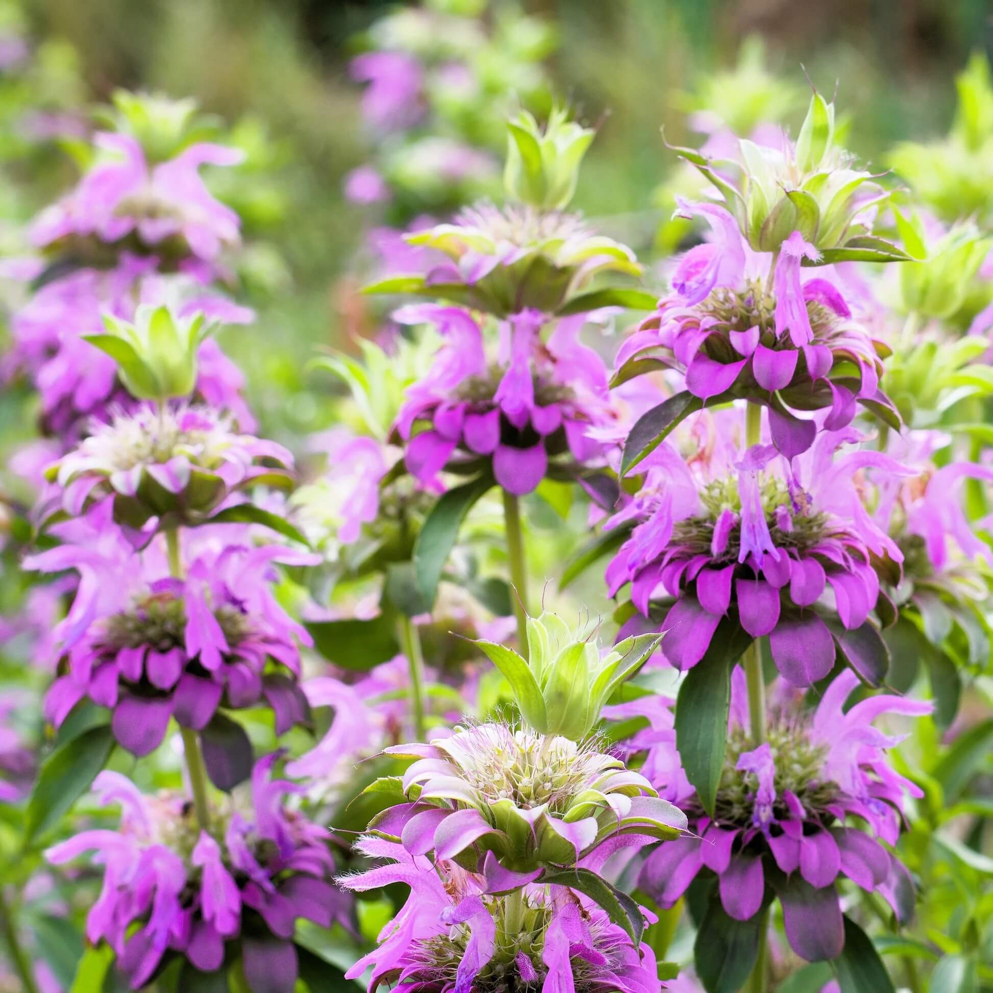 Lemon Bee Balm Seeds - Herbal Plant