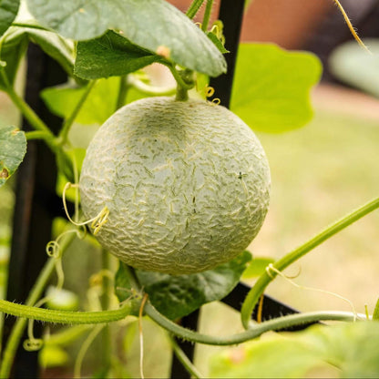 Lemon Cantaloupe Seeds - Heirloom Fruit Plant for Home Gardens