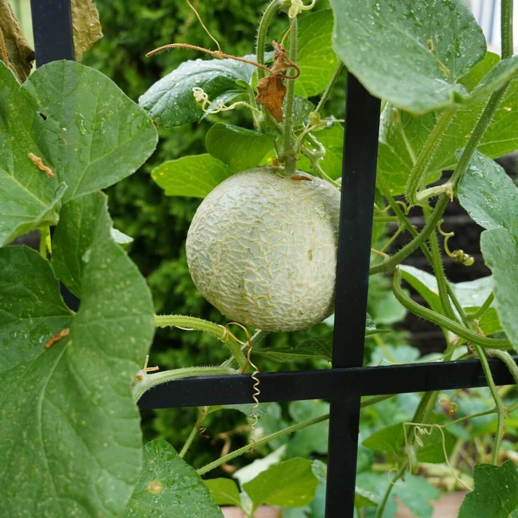 Lemon Cantaloupe Seeds - Heirloom Fruit Plant for Home Gardens