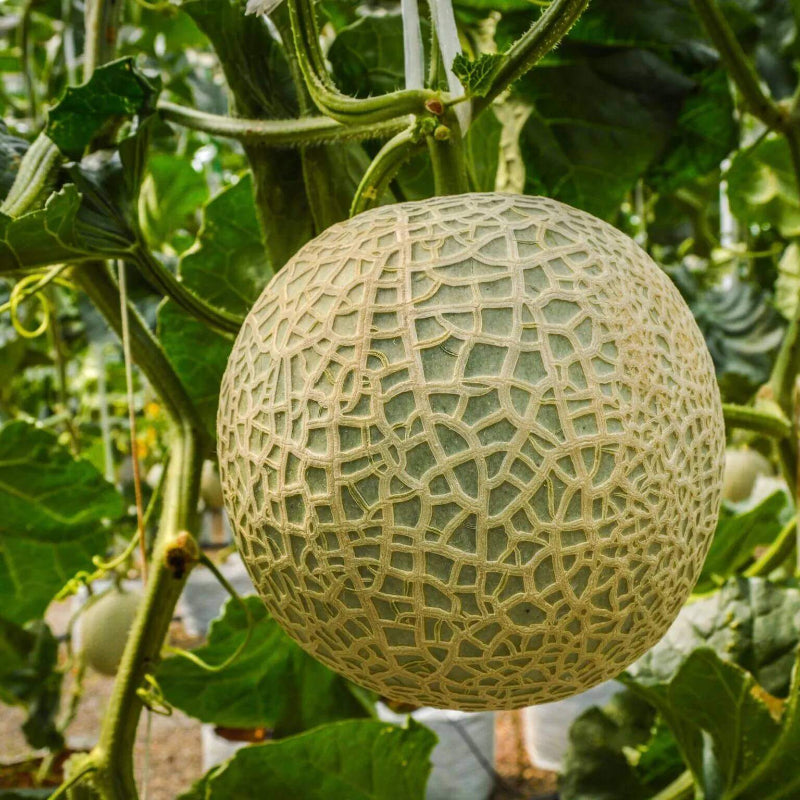 Lemon Cantaloupe Seeds - Heirloom Fruit Plant for Home Gardens