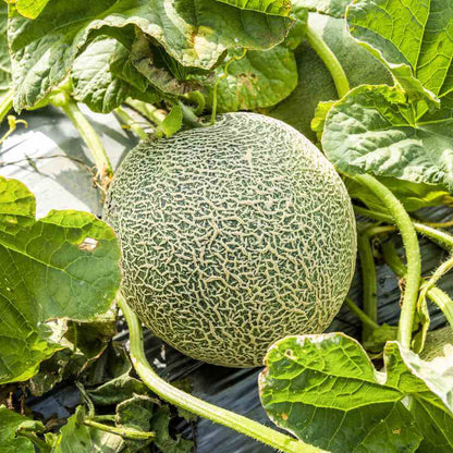 Lemon Cantaloupe Seeds - Heirloom Fruit Plant for Home Gardens