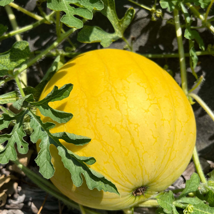 Lemon Drop Melon Seeds 