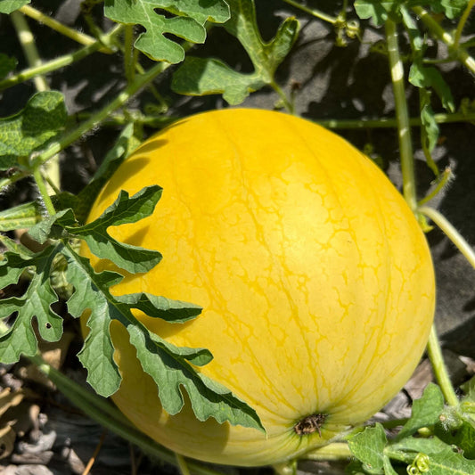Lemon Drop Melon Seeds 