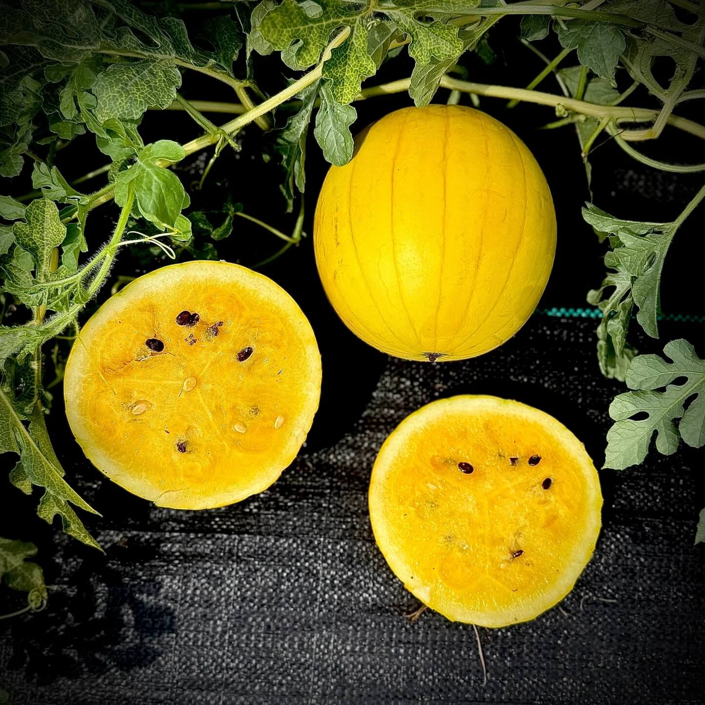 Lemon Drop Melon Seeds