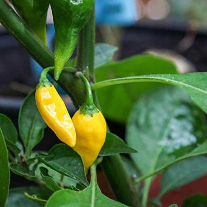 Lemon Drop Pepper Seeds  - Vegetable Plant