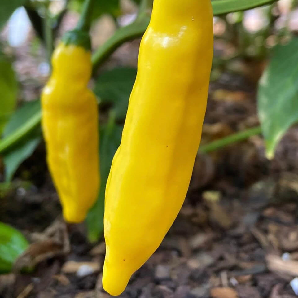 Lemon Drop Pepper Seeds  - Vegetable Plant