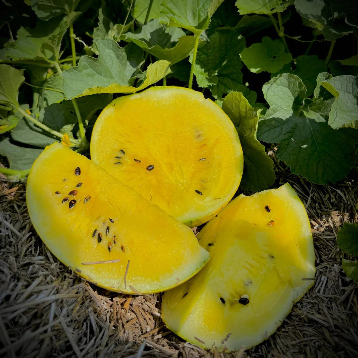 Lemon Drop Watermelon Seeds - Heirloom Fruit Plant for Home Gardens