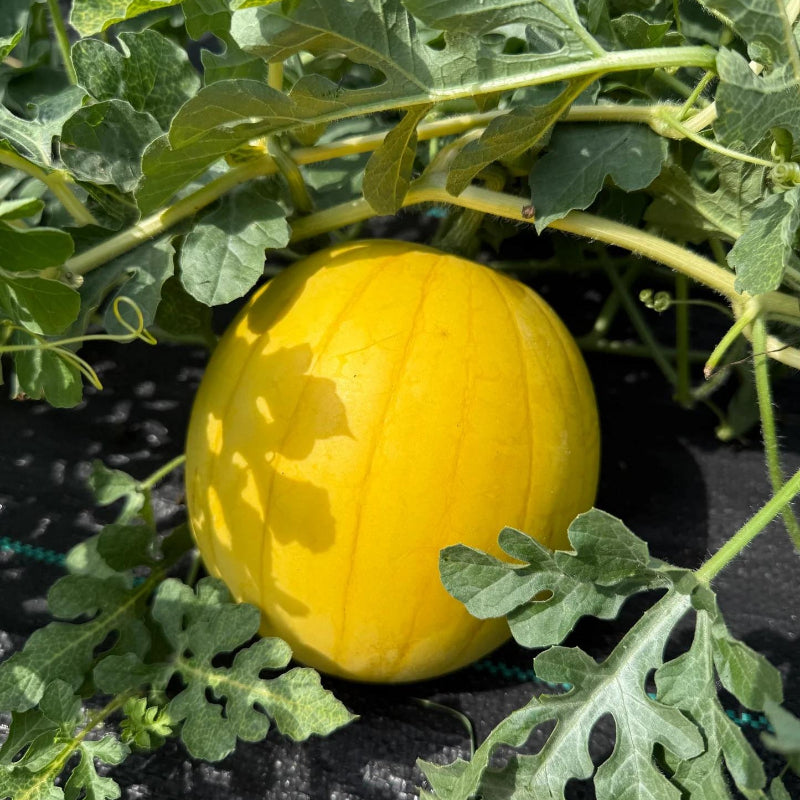 Lemon Drop Watermelon Seeds - Heirloom Fruit Plant for Home Gardens