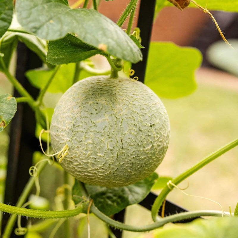 Lemon Drop Watermelon Seeds - Heirloom Fruit Plant for Home Gardens