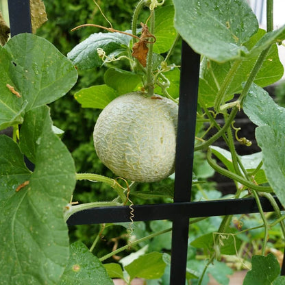 Lemon Drop Watermelon Seeds - Heirloom Fruit Plant for Home Gardens