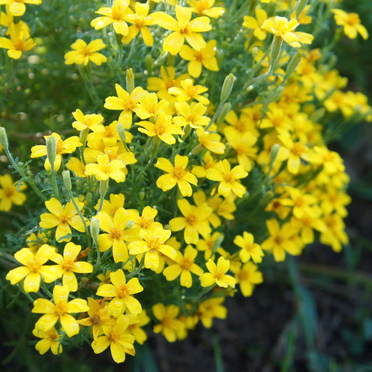 Lemon Gem Marigold Seeds - Heirloom Flower Plant for Home Gardens