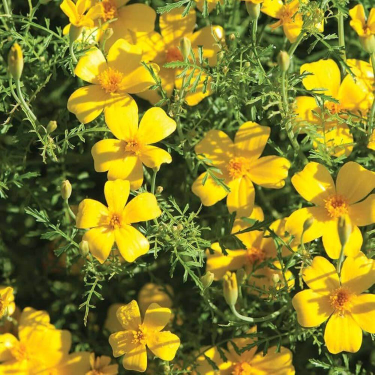 Lemon Gem Marigold Seeds - Heirloom Flower Plant for Home Gardens