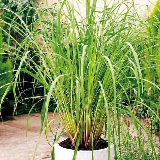 Lemon Grass Citronella Seeds