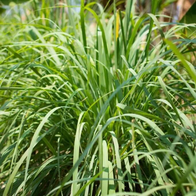 Lemon Grass Citronella Seeds