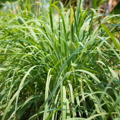 Lemon Grass Citronella Seeds