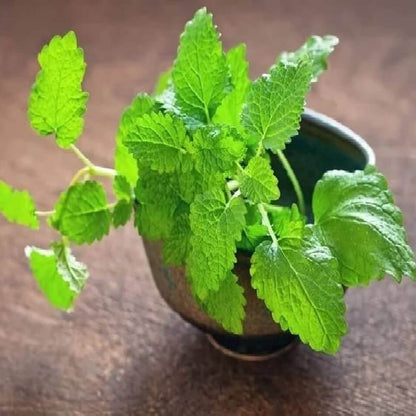 Lemon Mint Seeds - Herbal Plant