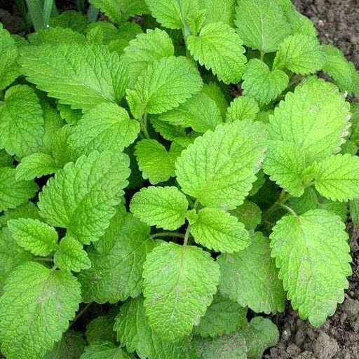 Lemon Mint Seeds - Herbal Plant