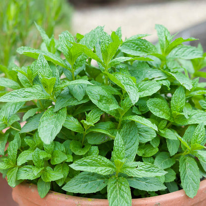 Lemon Mint Seeds - Herbal Plant