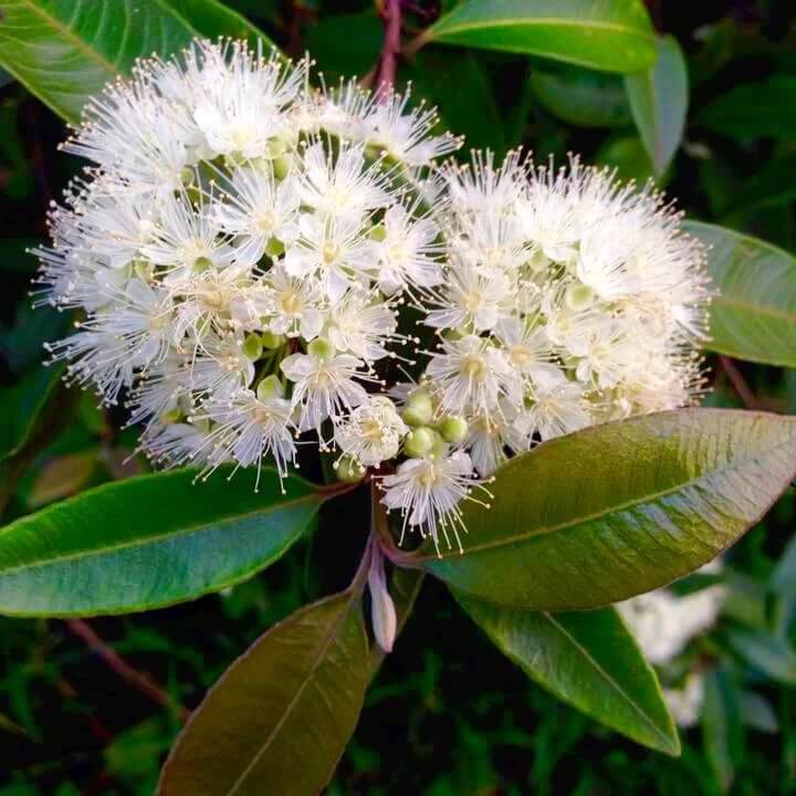 Lemon Myrtle Seeds