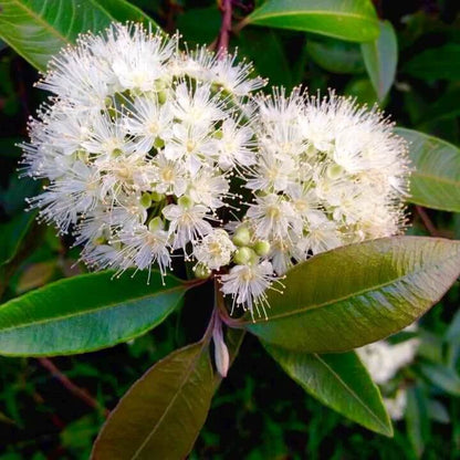 Lemon Myrtle Seeds