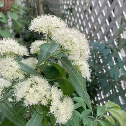 Lemon Myrtle Seeds