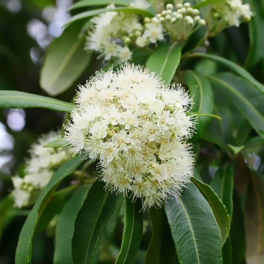 Lemon Myrtle Seeds