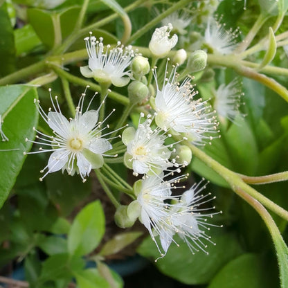Lemon Myrtle Seeds