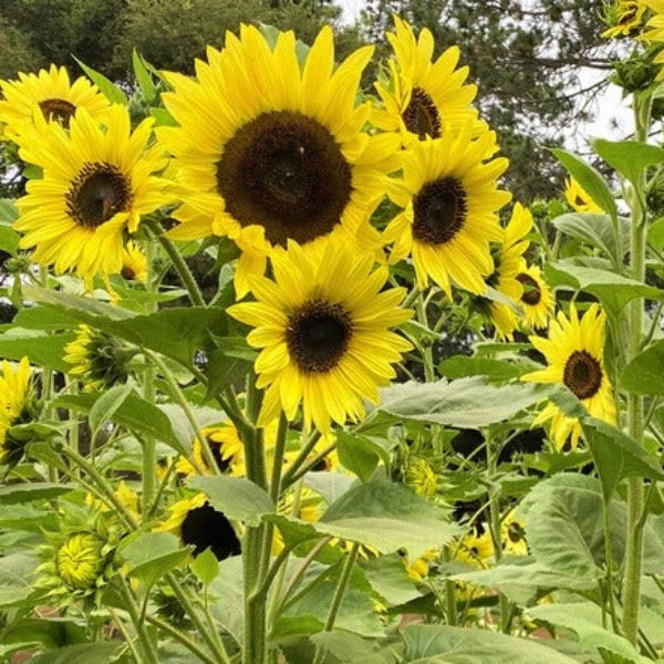 Lemon Queen Sunflower Seeds - Flower Plant