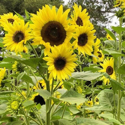 Lemon Queen Sunflower Seeds - Flower Plant