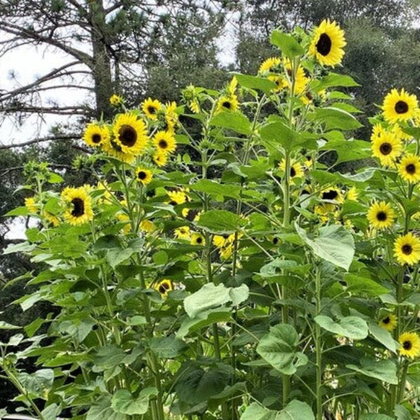 Lemon Queen Sunflower Seeds - Flower Plant