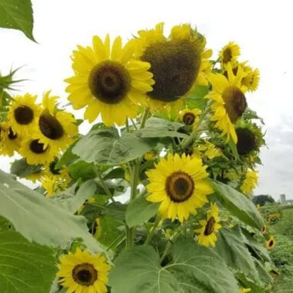 Lemon Queen Sunflower Seeds - Flower Plant