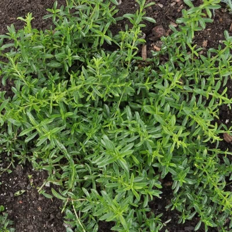 Lemon Savory Seeds