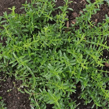 Lemon Savory Seeds
