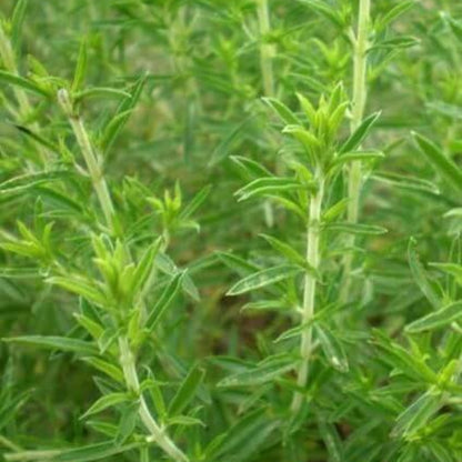 Lemon Savory Seeds