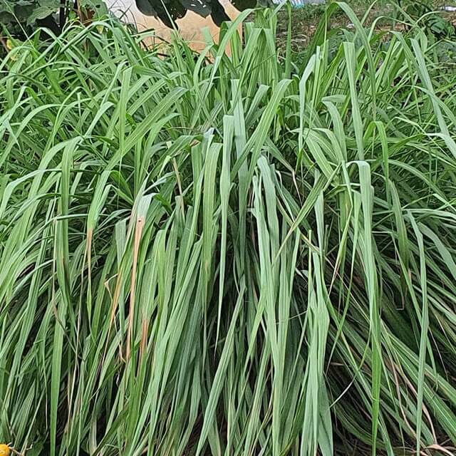 Lemon Scented Grass Seeds