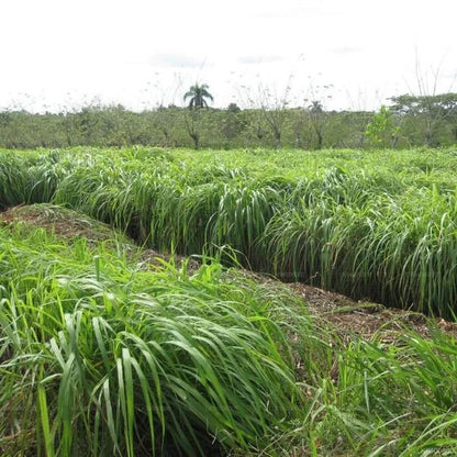 Lemon Scented Grass Seeds
