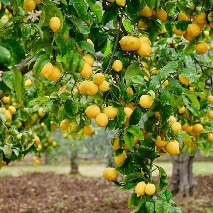 Lemon Seeds