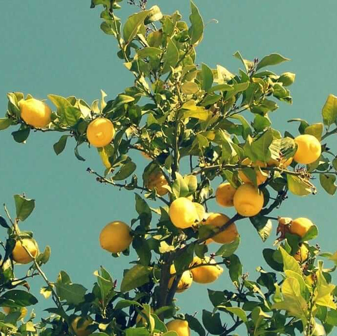 Lemon Seeds