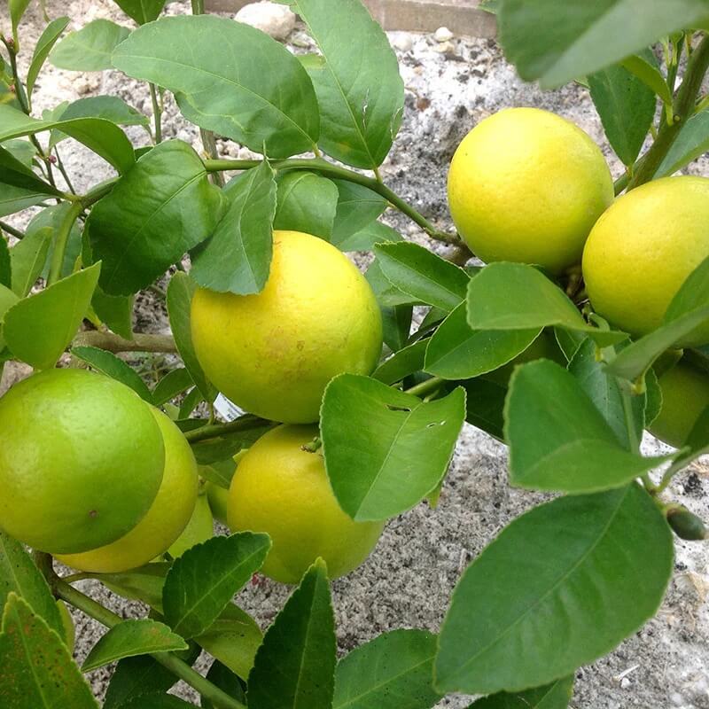 Lemon Seeds