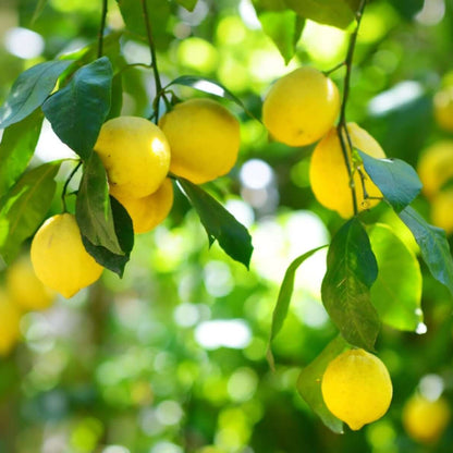Lemon Seeds For Planting - Heirloom Fruit Plant for Home Gardens