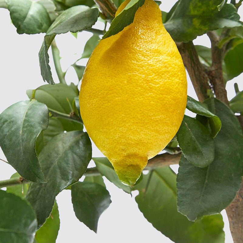 Lemon Seeds For Planting - Heirloom Fruit Plant for Home Gardens