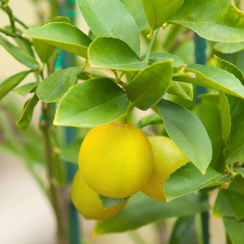 Lemon Seeds For Planting - Heirloom Fruit Plant for Home Gardens
